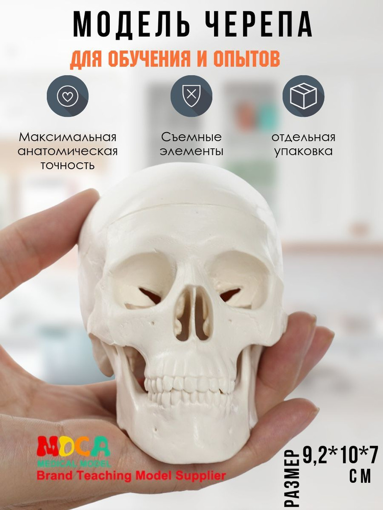 Анатомическая модель #1