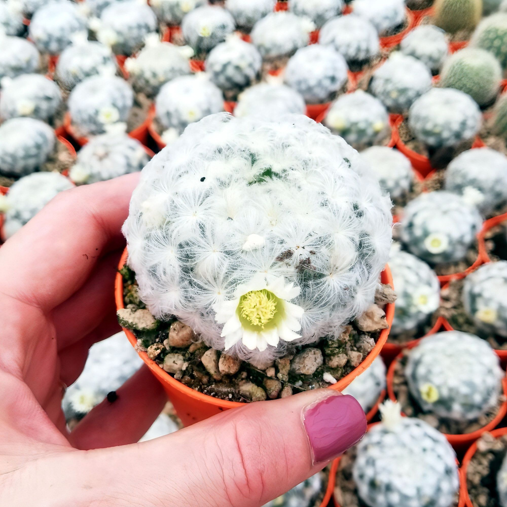 Семена Маммиллярия Плюмоза - Mammillaria plumosa (10 шт.) #1