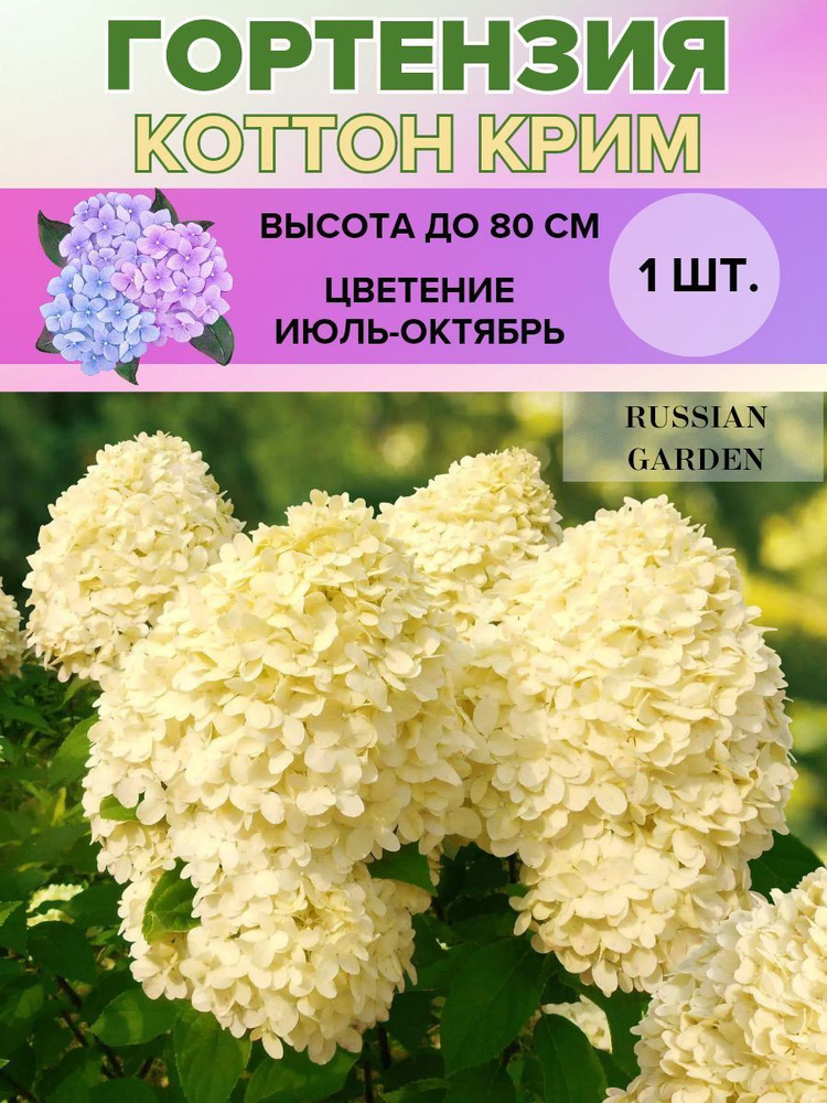 Гортензия метельчатая, саженец 1 штука купить на OZON по низкой цене ...
