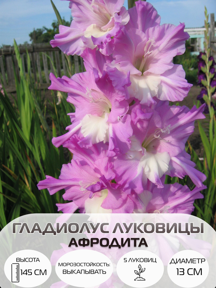 Гладиолус Афродита крупноцветковый , луковичные многолетние цветы 5 шт #1