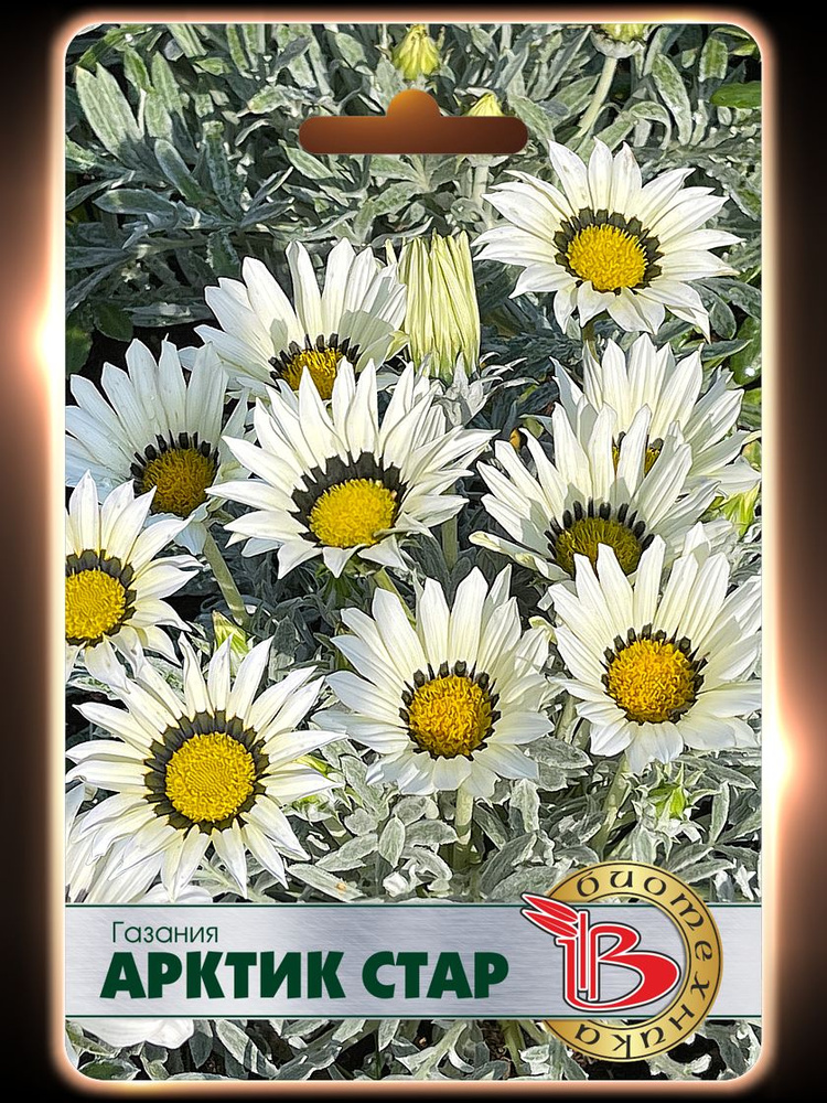 Газания Арктик Стар (семена БИОТЕХНИКА, 7 шт.) #1