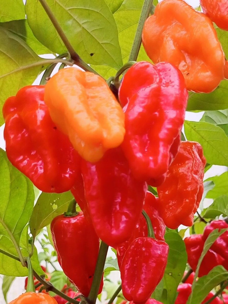 Семена Острый перец Habanero Gentleman, 5 штук #1