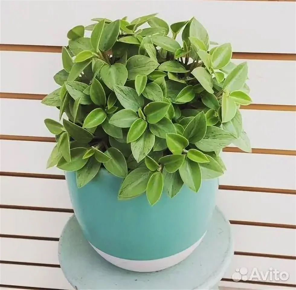 Пеперомия Пикси Лайм (Peperomia Pixie Lime) укорененный черенок #1