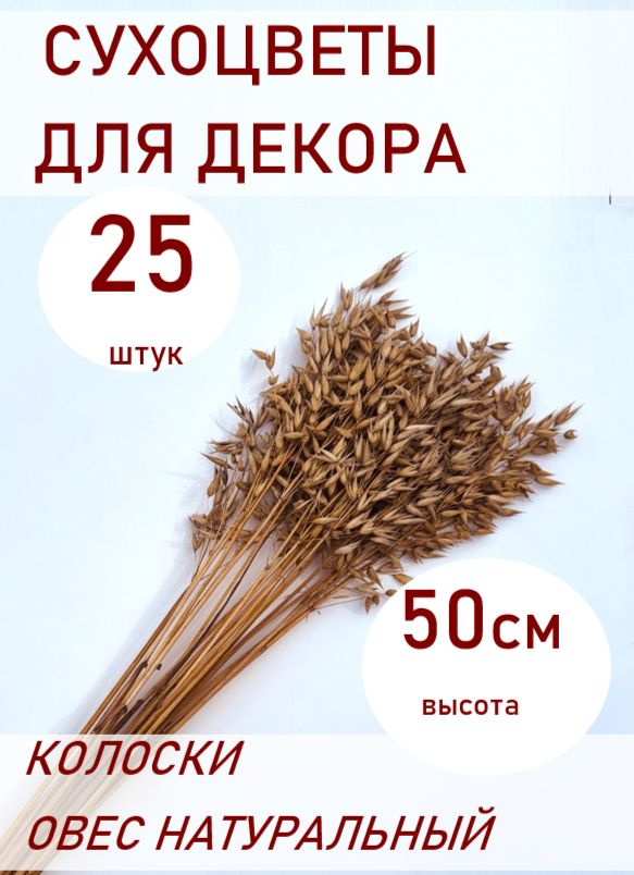 Колоски 25 шт Овес. Сухоцветы для декора 50 см. #1
