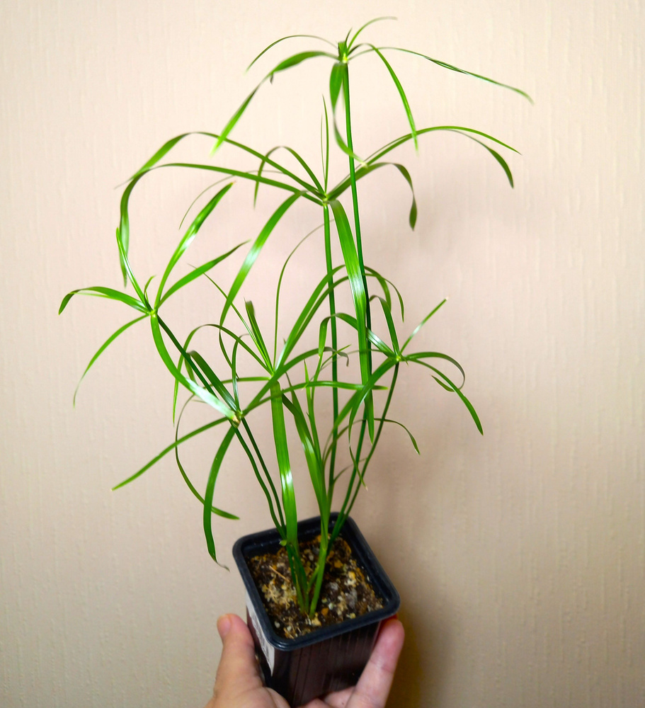 Циперус (Cyperus) растение,д.6 см. #1