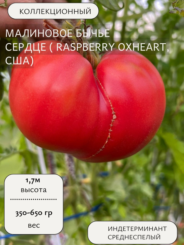Семена #1