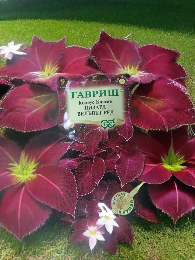 Гавриш Семена ,1шт #1
