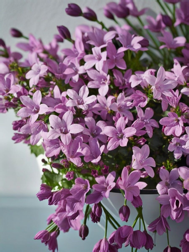 Кампанула Pink #1