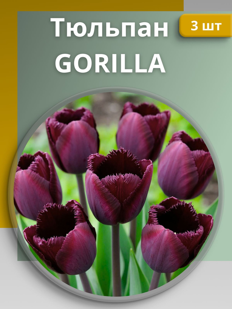 Тюльпан GORILLA (3 луковицы) #1