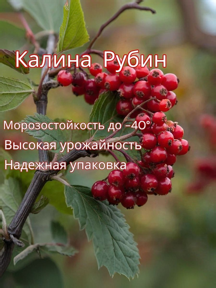 калина Рубин саженец #1