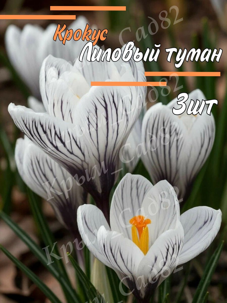 Луковицы Крокус #1