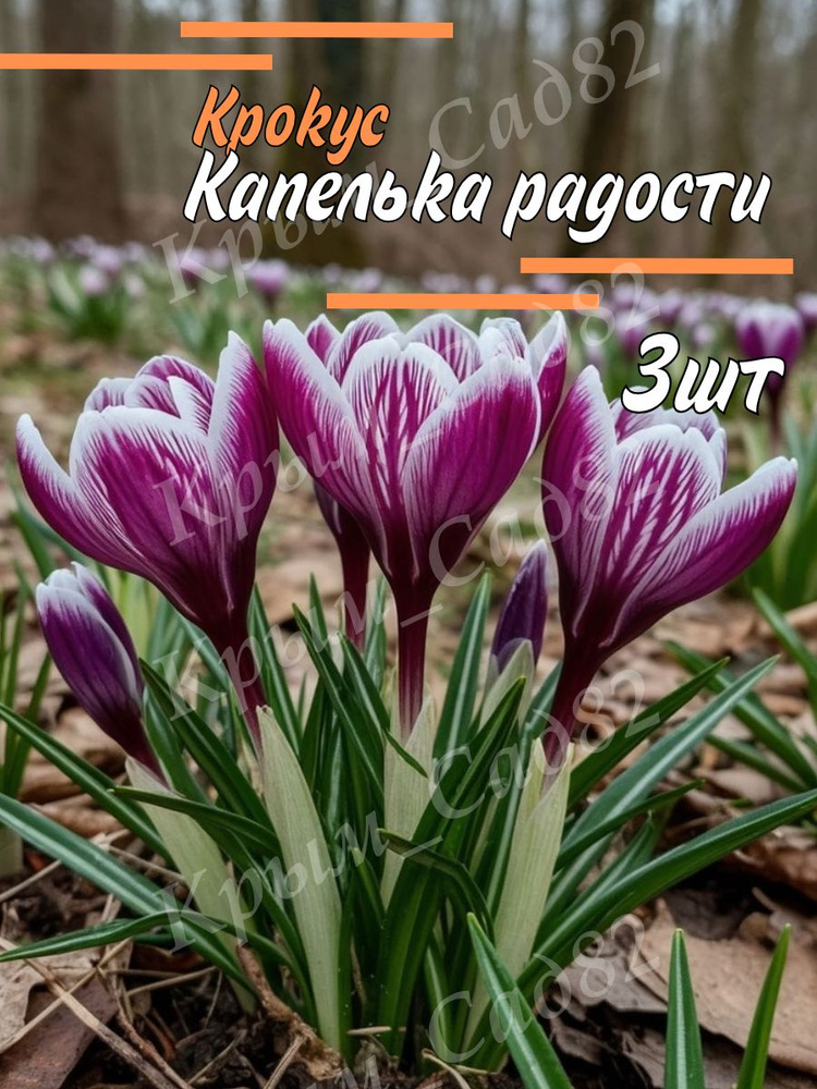 Луковицы Крокус #1