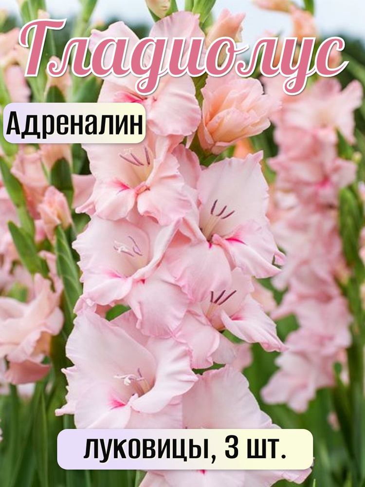 Гладиолус #1