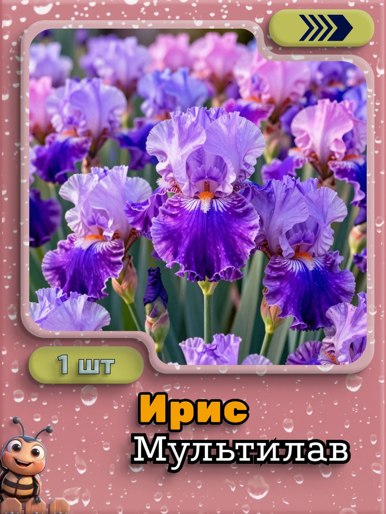 Ирис Мультилав, 1 луковица #1