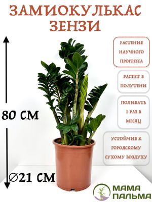 Замиокулькас Zenzi купить на OZON по низкой цене