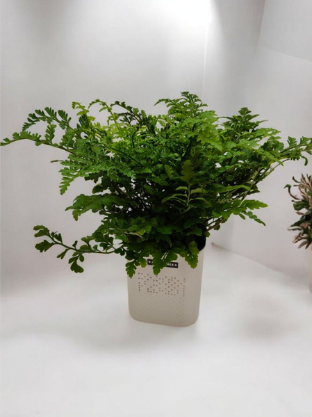 Asplenium dimorphum 'Parvati' en Cylinder main image 0