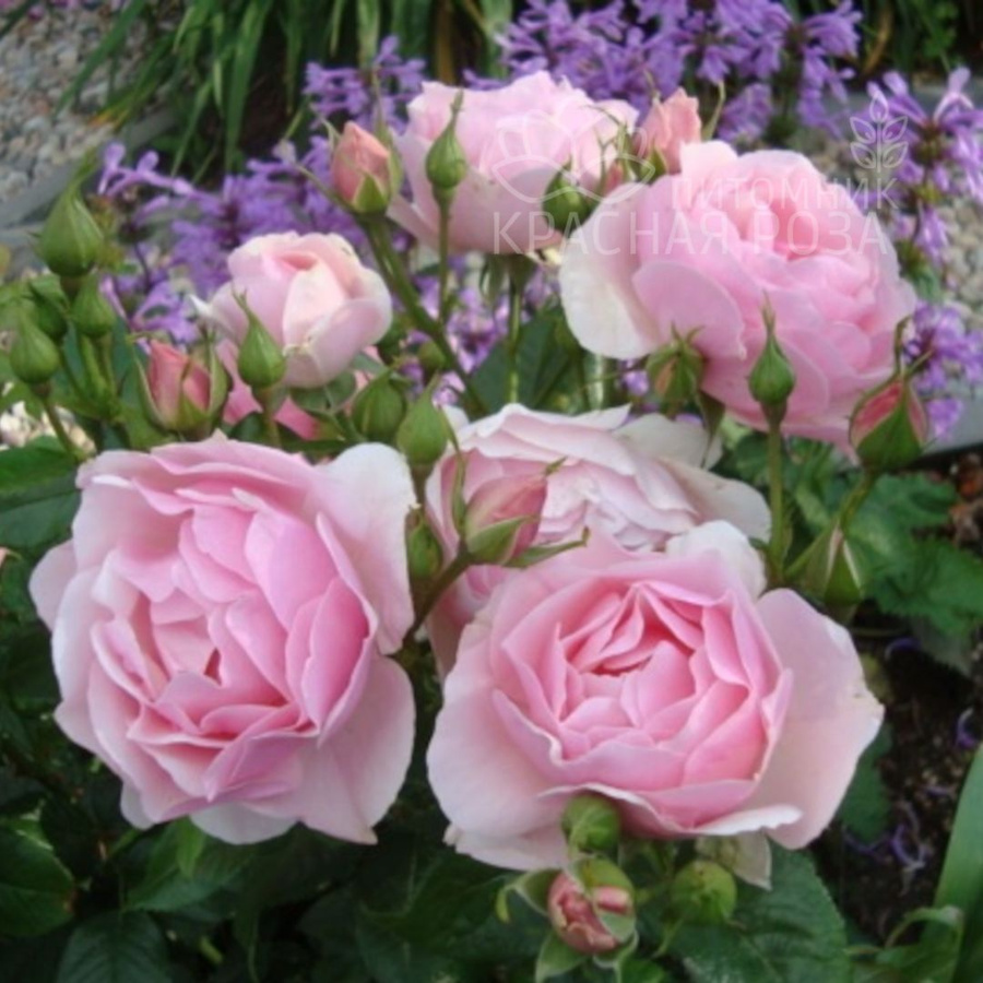 Самарские розы-5 - Цветущая Дача