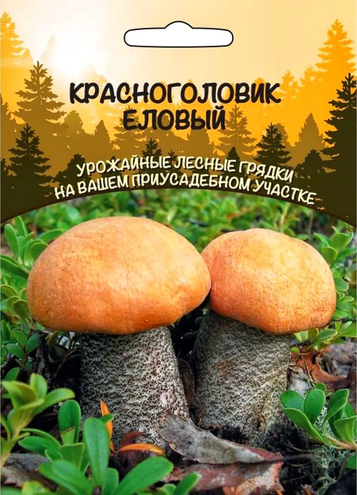 Грибы Красноголовик Еловый, зерновой мицелий 30 мл, Уральский Дачник,1 упаковка, 30 мл