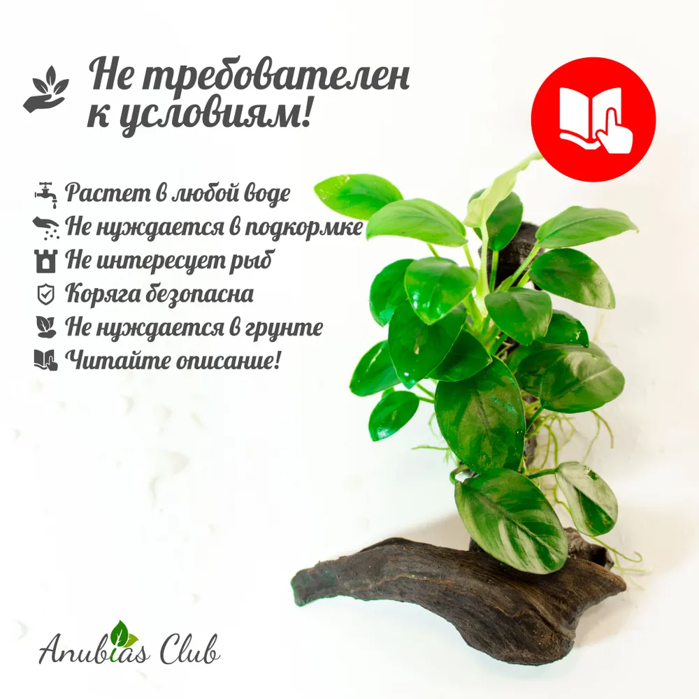 Анубиас Нана Мини на коряге. Живое растение для аквариума, вариант, фото 4