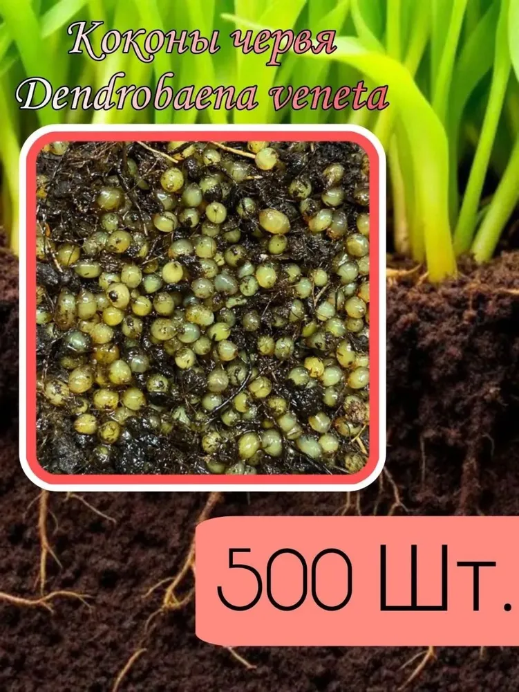 Коконы червя Dendrobaena Veneta, 500шт., 500 шт