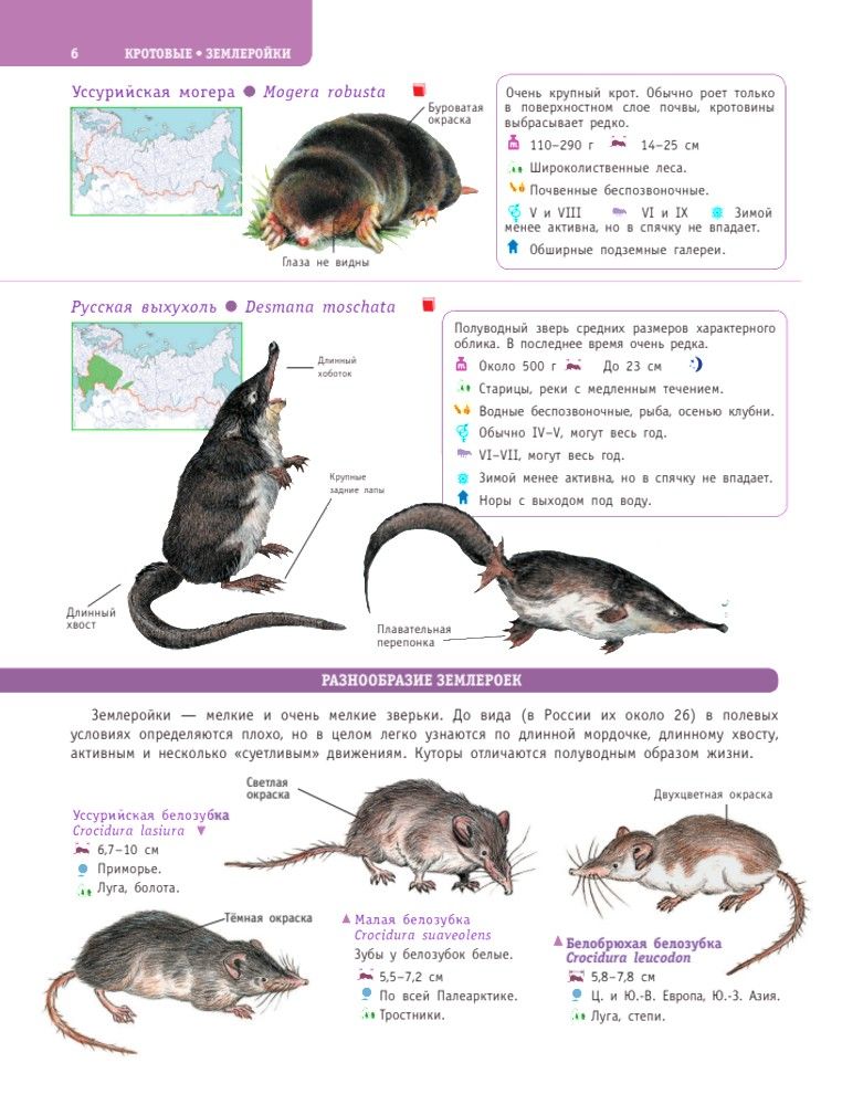 Большой определитель птиц, зверей, насекомых и растений России | Large Guide to Birds, Animals, Insects, and Plants of Russia - Ozon image 7