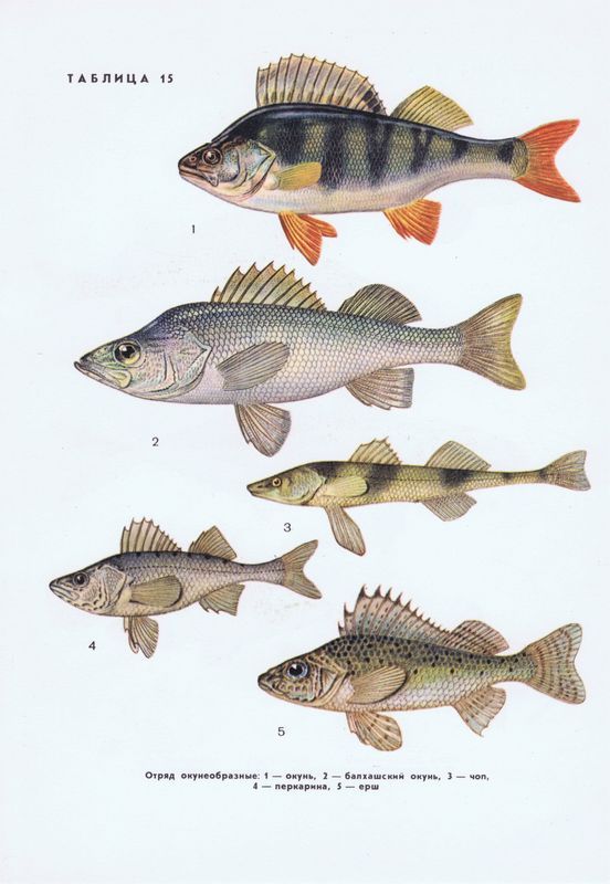 Алтушкадағы эротикалық массаж