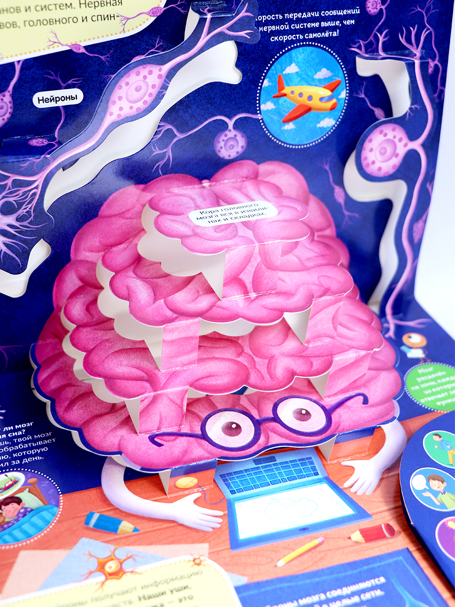 POP UP энциклопедия. Анатомия. Книжка-панорамка | Pop-Up Encyclopedia. Anatomy. Panoramic Book - Ozon image 5