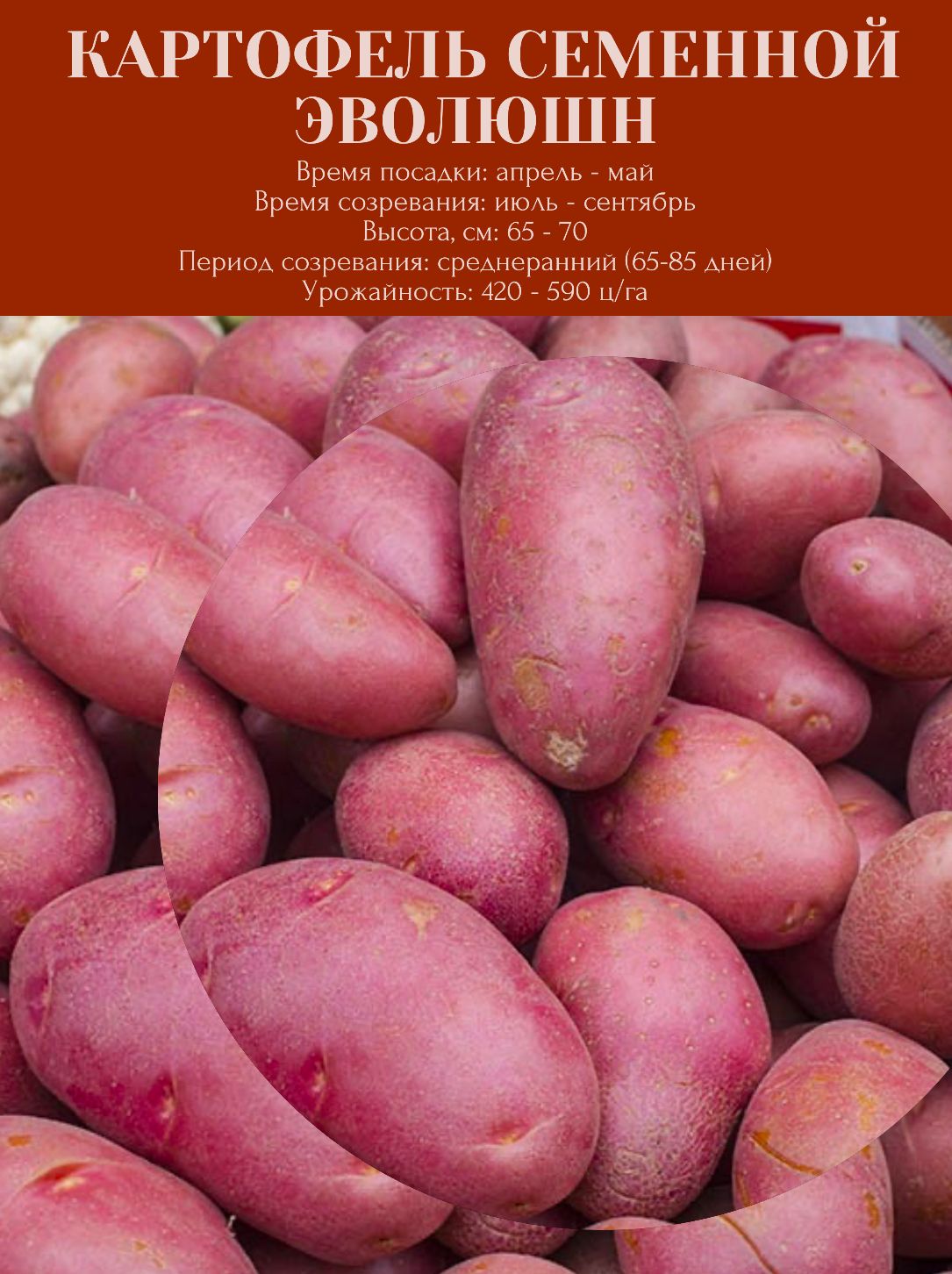 Схема посадки картофеля в грунт