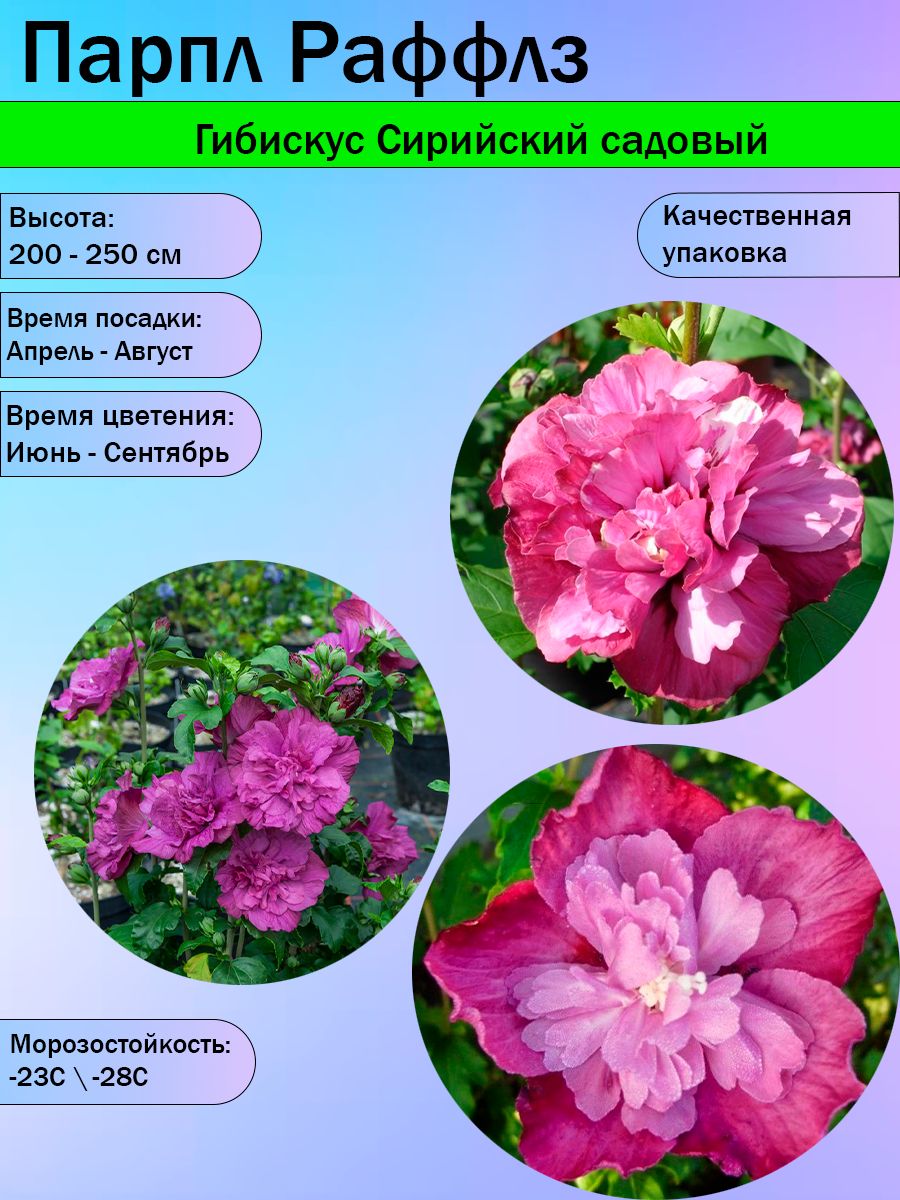 ГибискусСирийскийсадовый"ПарплРаффлз".Саженец