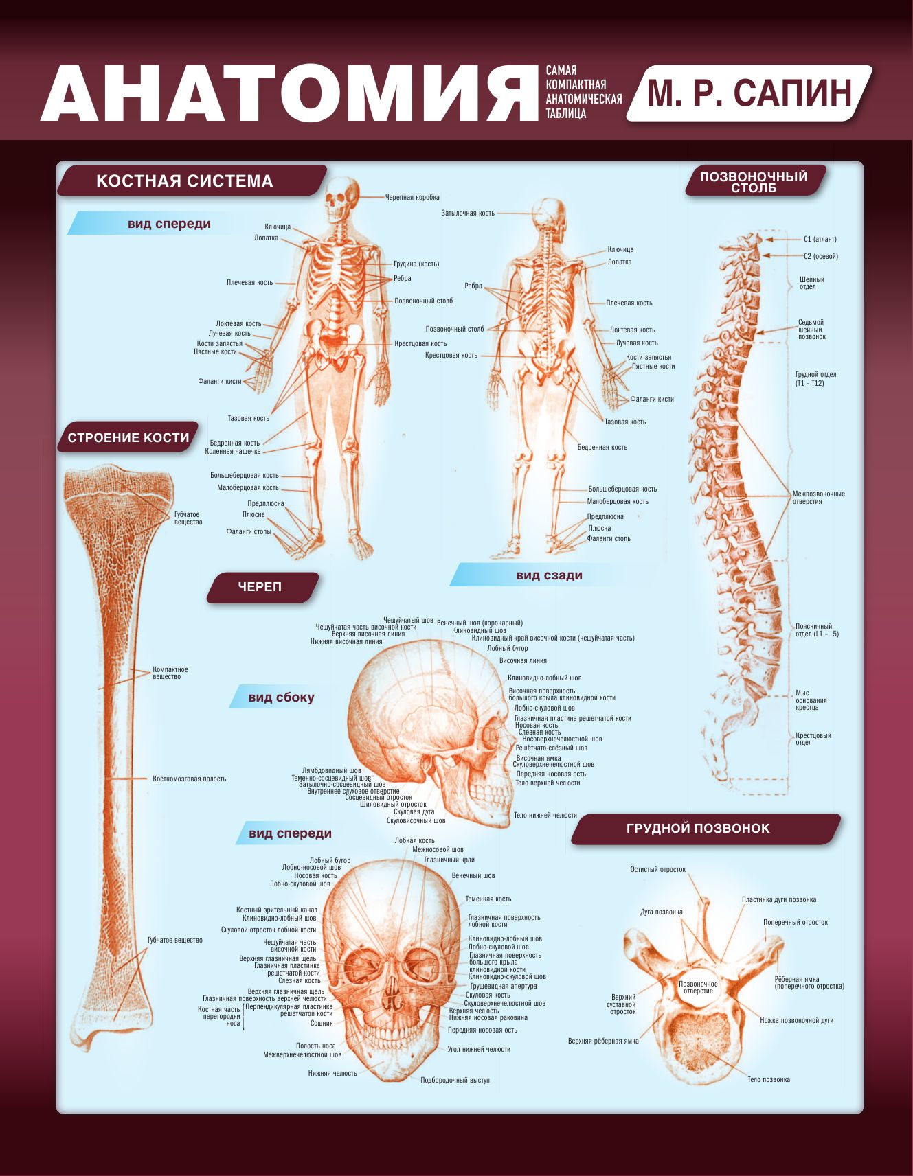 Анатомия. Самая компактная анатомическая таблица | Anatomy: The Most Compact Anatomical Chart - Ozon image 5