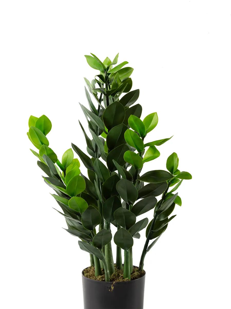 Замиакулькас 90cm Зелёный DS2021-090 Китай