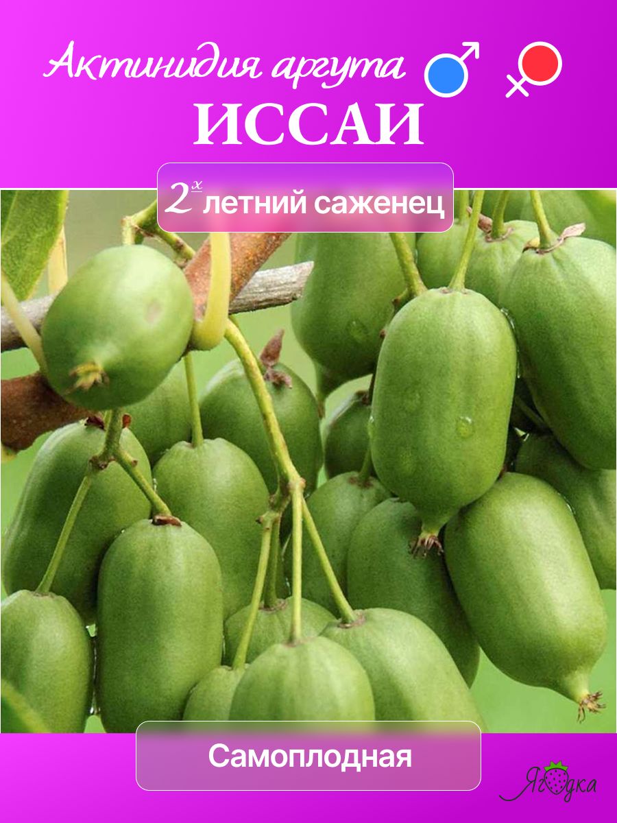 Uyqudagi yapon jinsiy aloqa