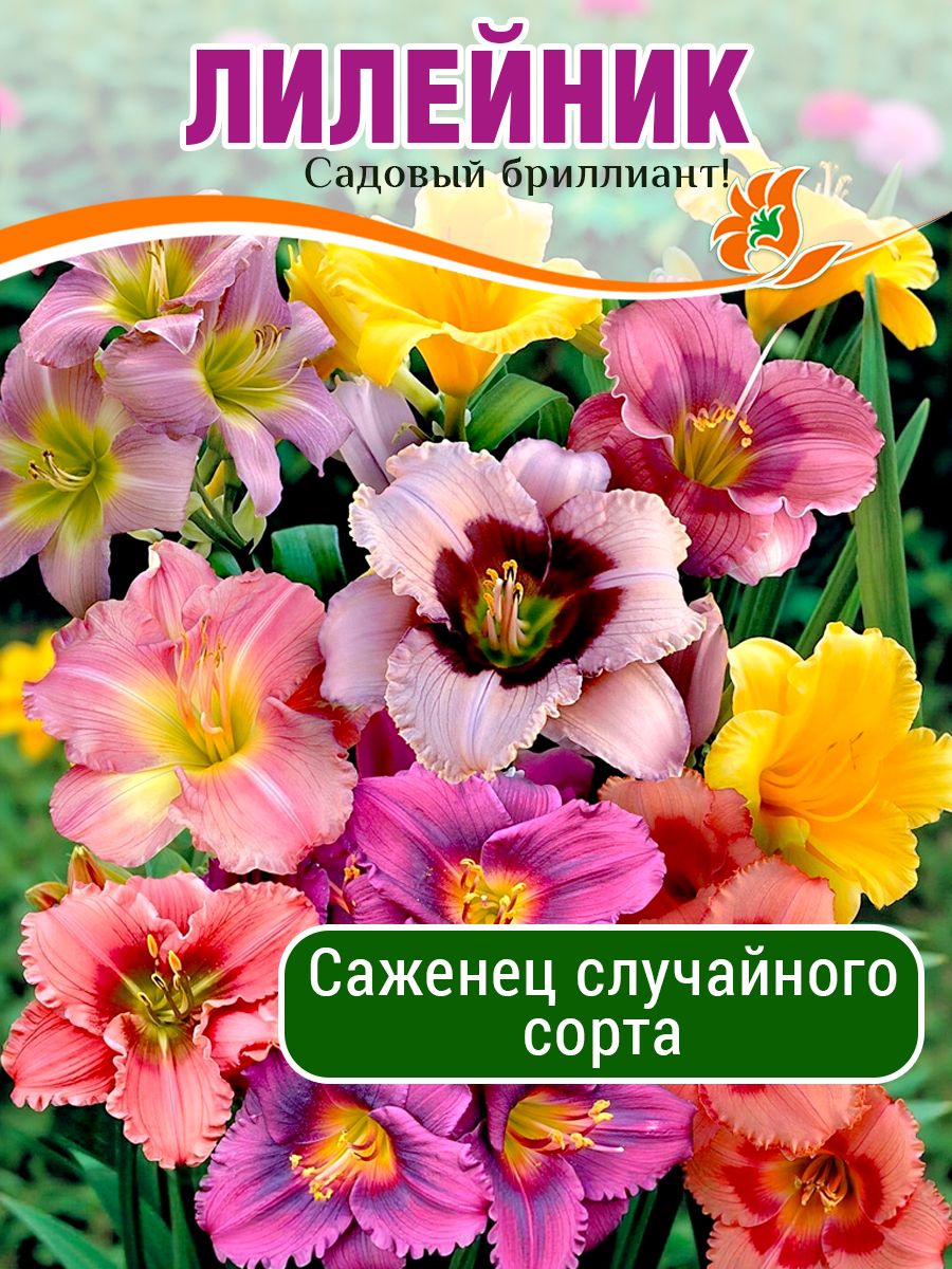 Лилейниксаженцымноголетниеморозостойкие,случайныйсорт,цветымноголетниесаженцыморозостойкиедлясада