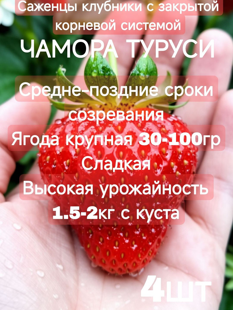 Клубника Чамора Туруси #1