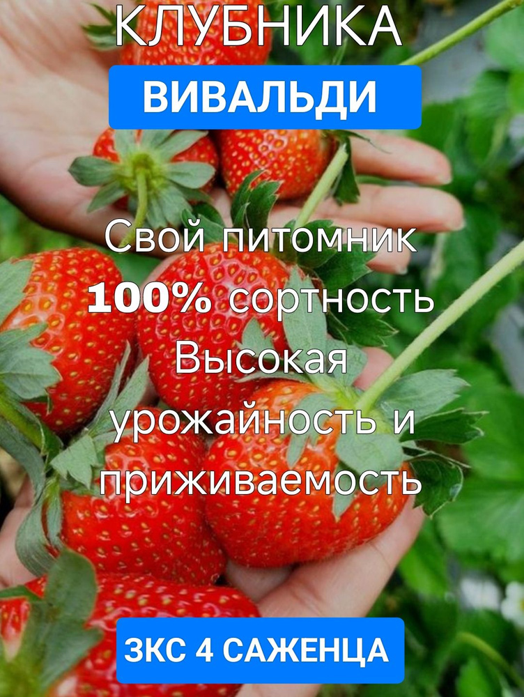клубника Вивальди #1