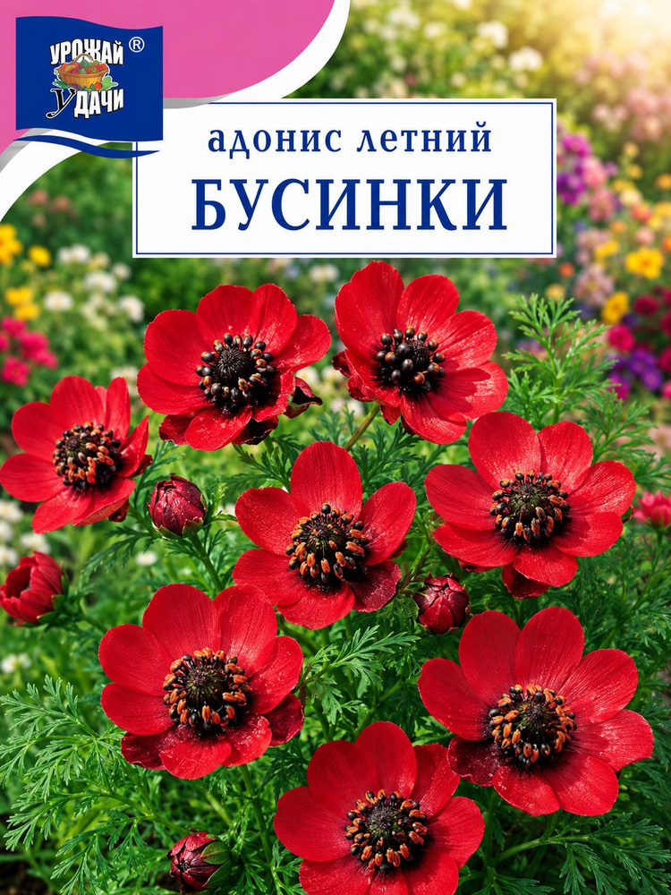 Адонис (Горицвет) летний БУСИНКИ (Семена Урожай Удачи, 0,1 г семян в упаковке) #1