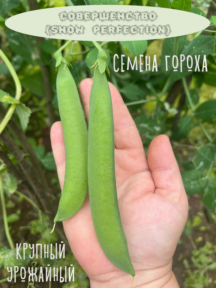 Семена #1