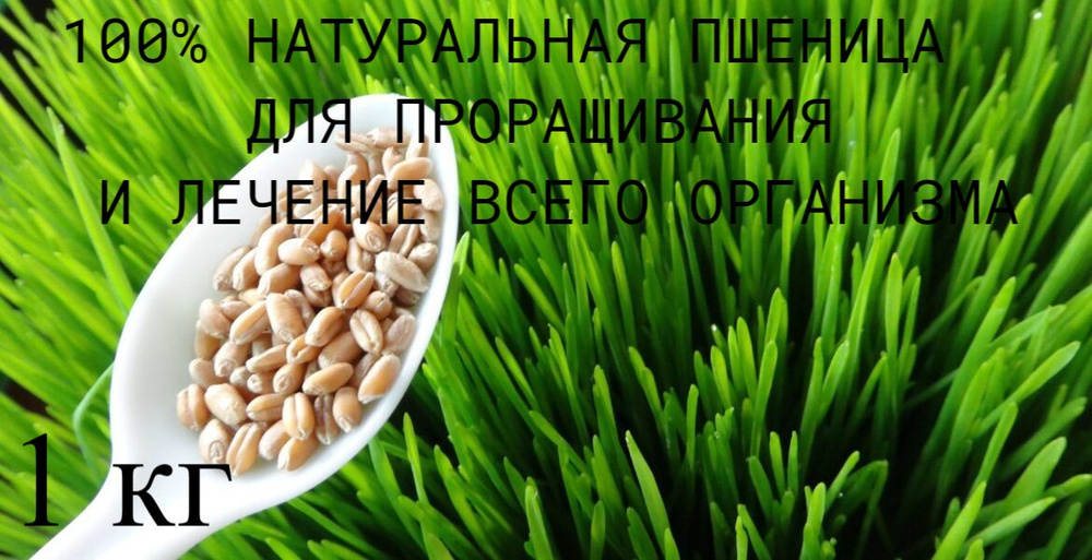 Пшеница для проращивания, микрозелень для проращивания, ростки пшеницы ...