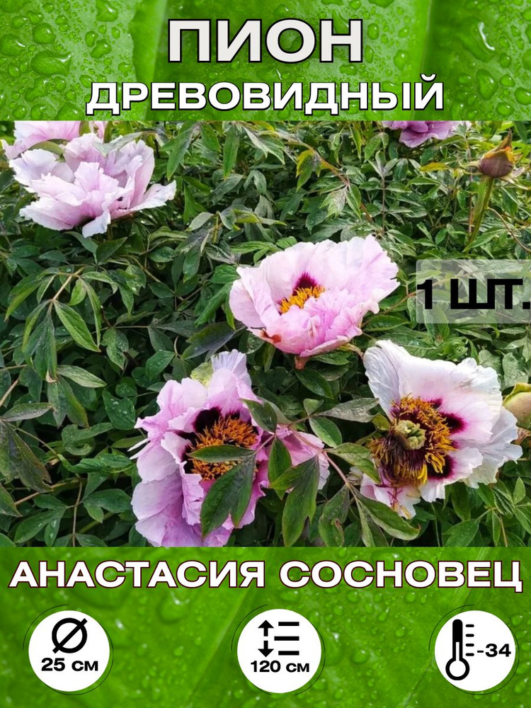 Magic Blooming Garden Семена ,1шт #1