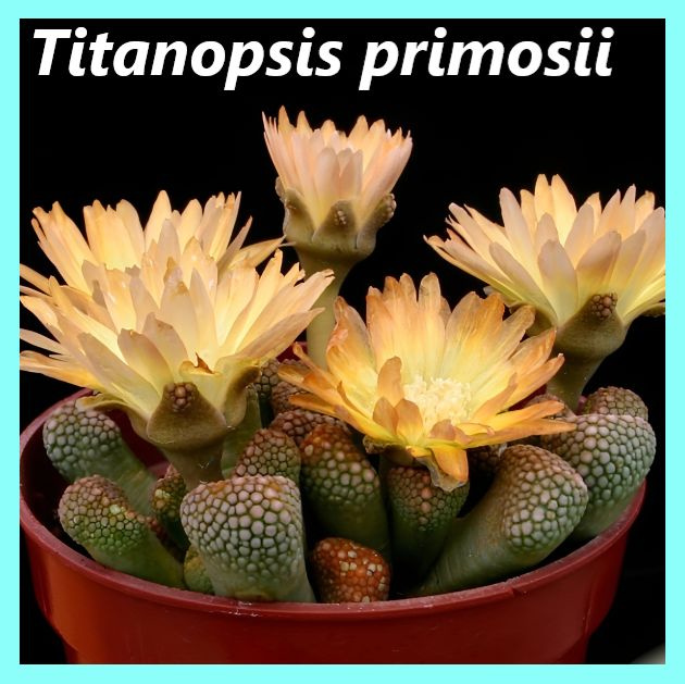 Семена суккулентов Титанопсис -Titanopsis primosii (сорт Спрингбок) - 10 шт.  #1