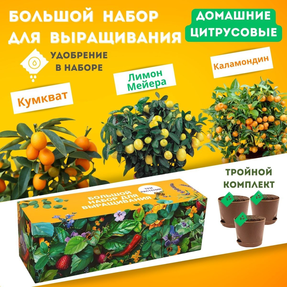 Набор для выращивания Plant Republic, Лимон комнатный, Мандарин,  Многолетник купить по выгодной цене в интернет-магазине OZON (1580420251)