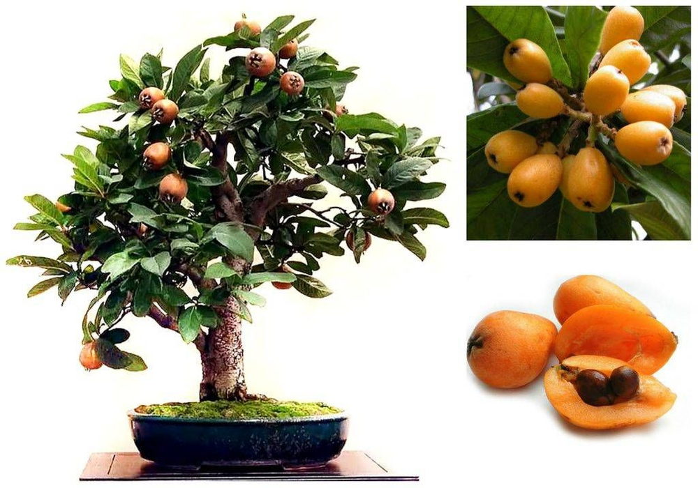 Assassins Creed seks video