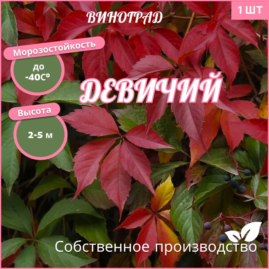 Клубни Девичий виноград Октябрьский Плодопитомник купить по выгодной ...