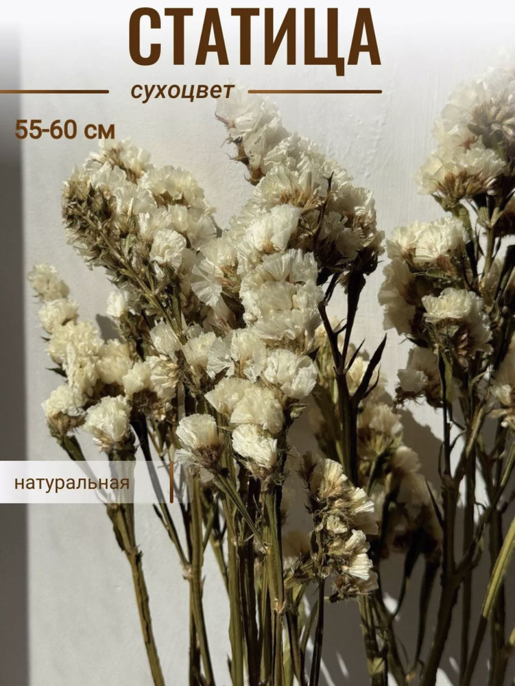 CRISPA FLOWERS Сухоцветы Статица, 60 см, 5 шт #1