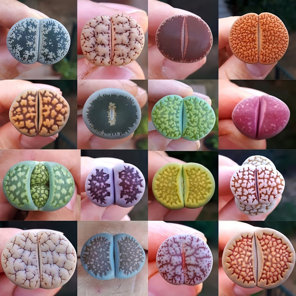 Семена Литопсы микс- Lithops mixed species (10 шт.) сорт ЮАР #1