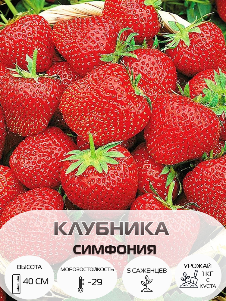 Клубника Симфония, саженцы многолетние ягодных кустарников, крупноплодные и ремонтантные сорта  #1