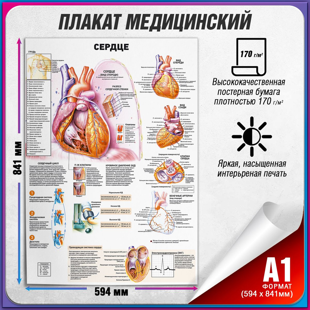 Информационный медицинский плакат "Сердце человека" / А-1 (60x84 см.)  #1