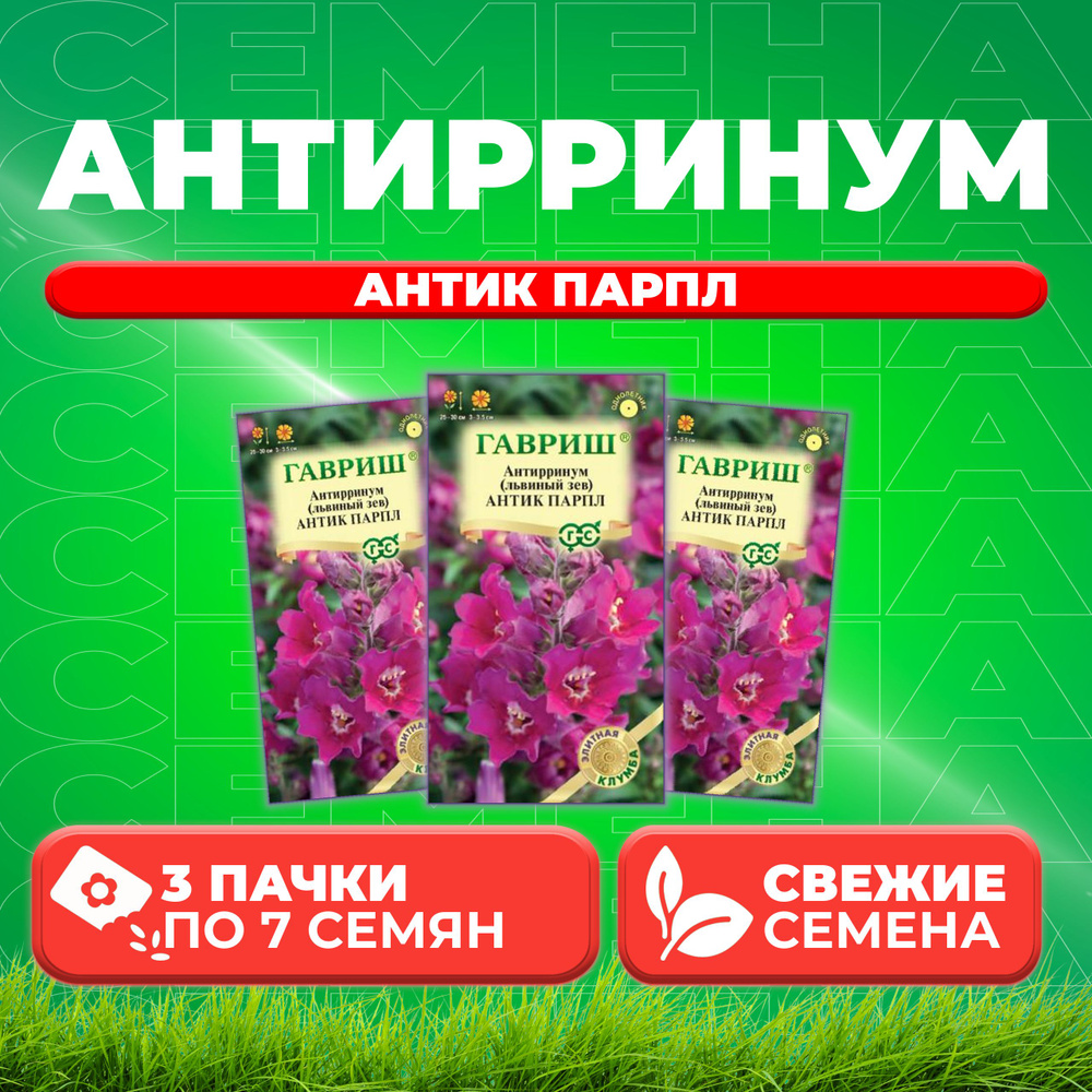 Антирринум (Львиный зев) Антик Парпл, 7шт, Гавриш, Элитная клумба (3 уп)  #1