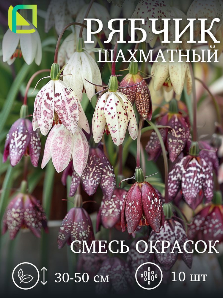 Рябчик шахматный смесь окрасок 10 шт, луковицы многолетних цветов  #1