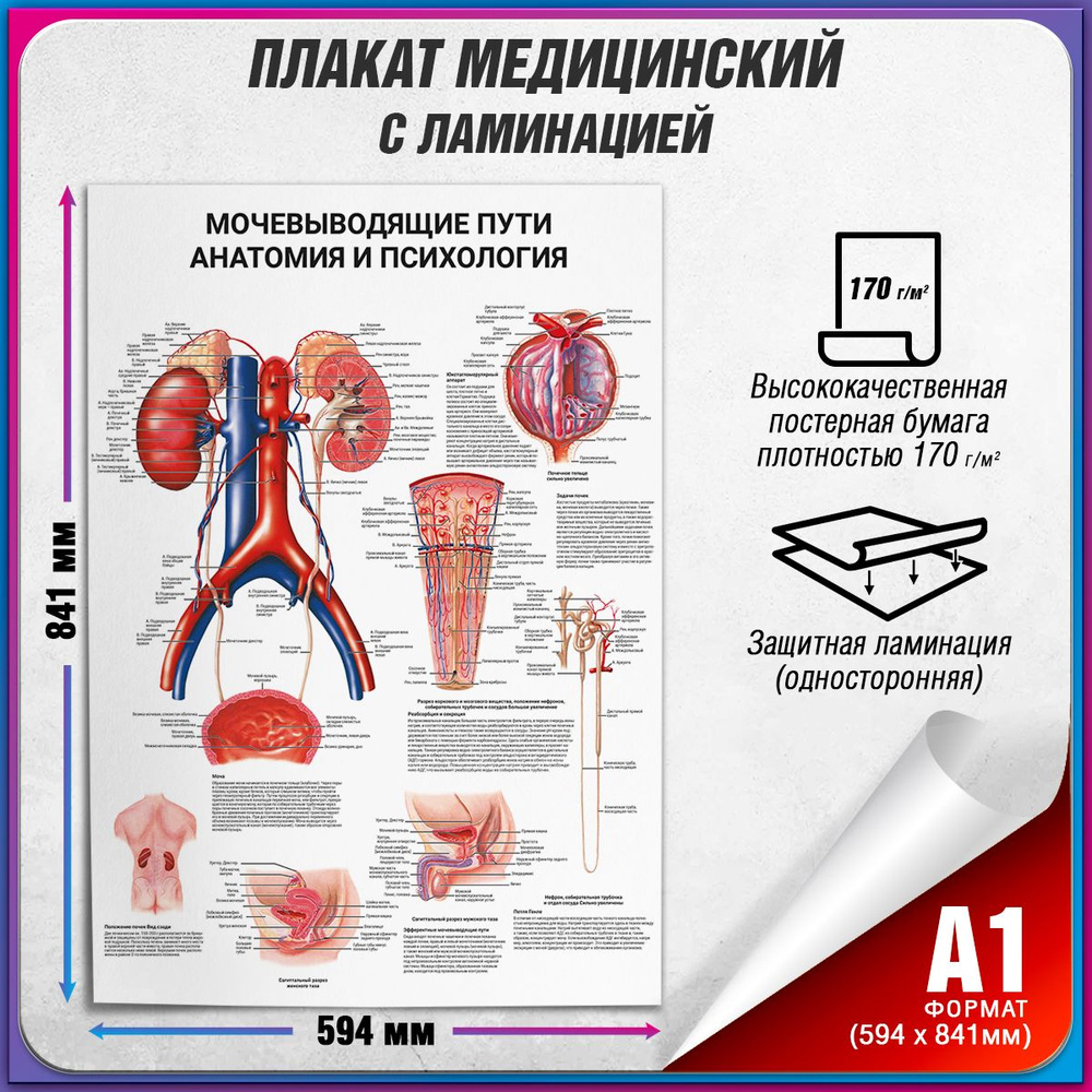 Информационный медицинский плакат "Мочевыводящие пути: анатомия и психология" / ламинированный / А-1 #1